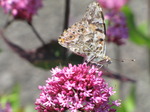SX06493 Painted lady butterfly (Cynthia cardui) on pink flower Red Valerian (Centranthus ruber).jpg